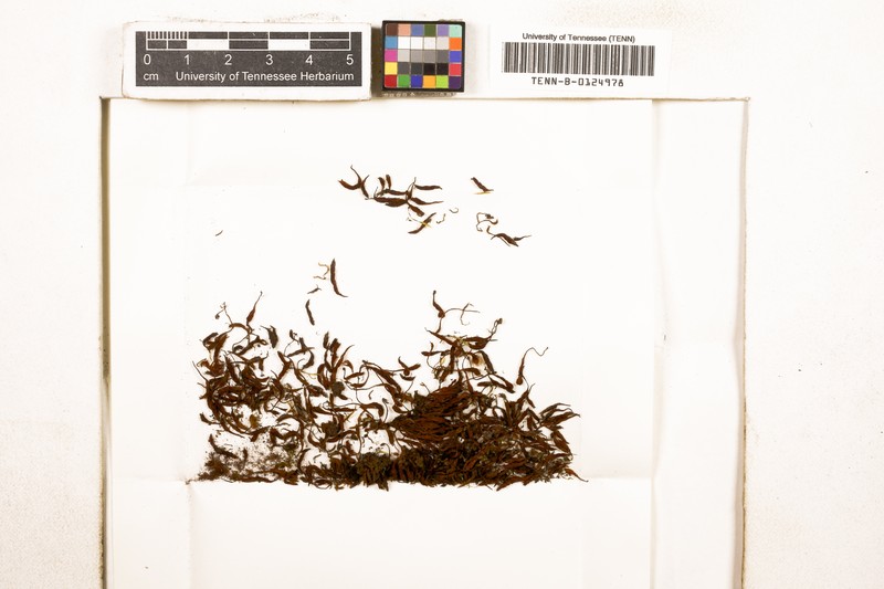 Polytrichum Moss photo 5