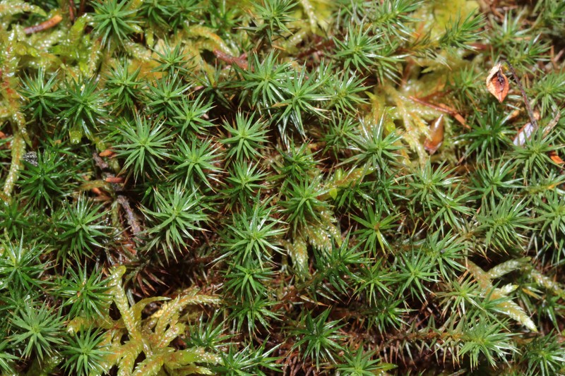Polytrichum Moss