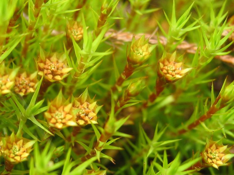 Polytrichum Moss photo 5