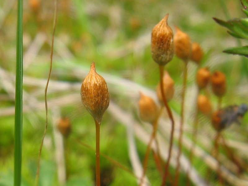 Polytrichum Moss photo 6
