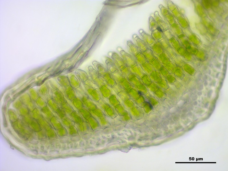 Polytrichum Moss photo 8