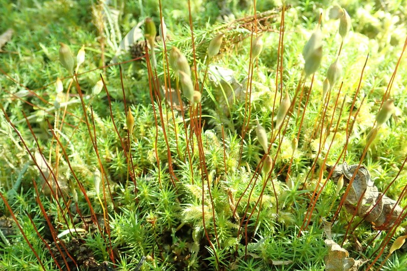 Polytrichum Moss photo 8