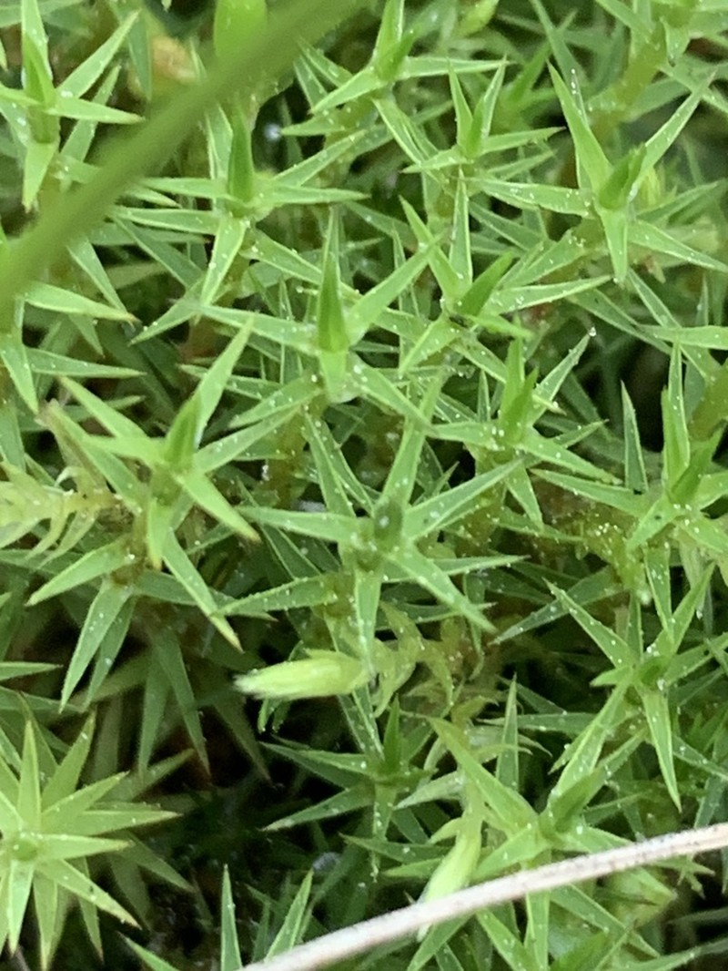 Swartz's Polytrichum Moss