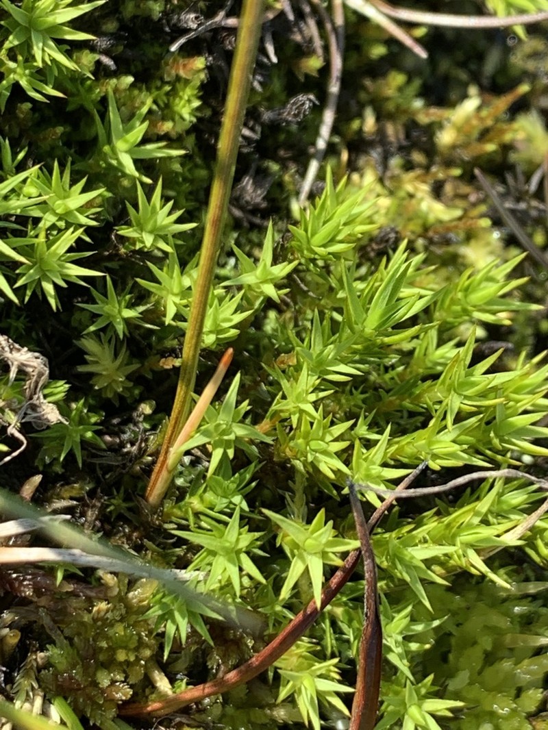 Swartz's Polytrichum Moss photo 2