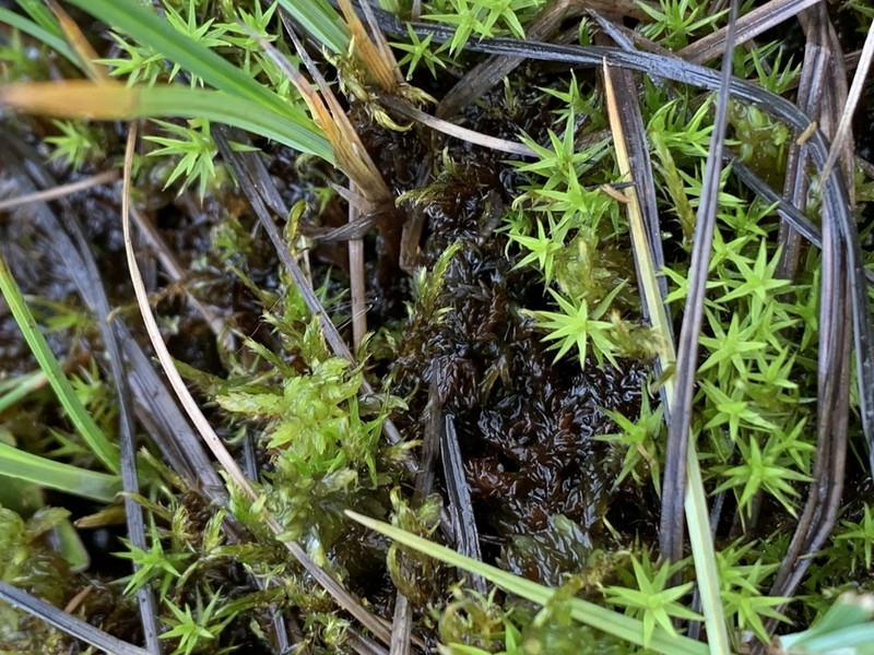 Swartz's Polytrichum Moss photo 4