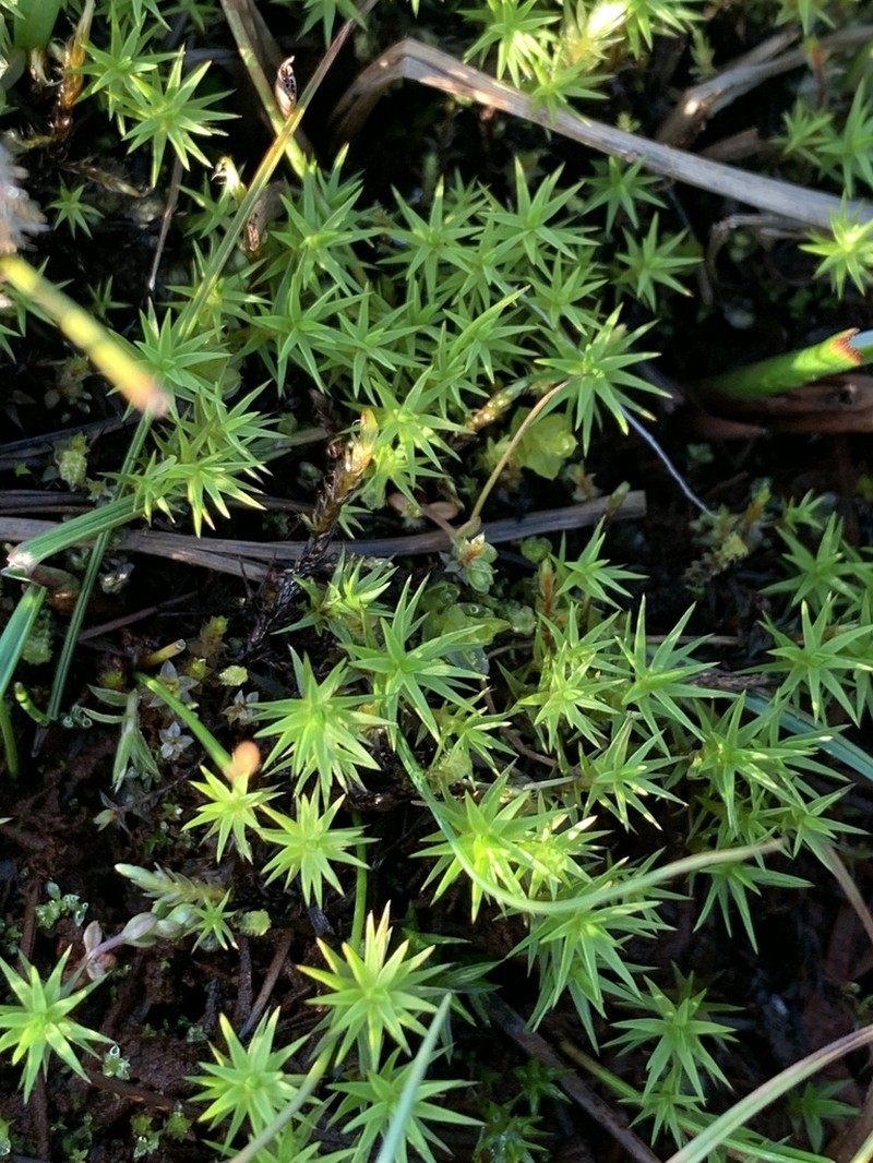 Swartz's Polytrichum Moss photo 5