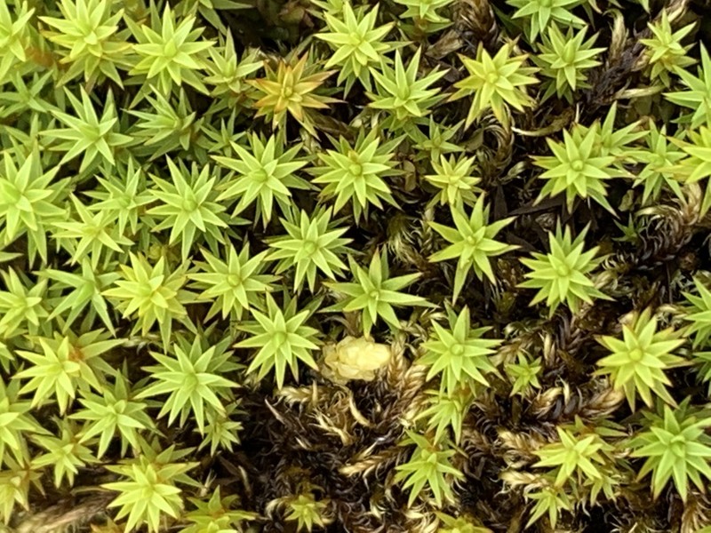 Swartz's Polytrichum Moss photo 6