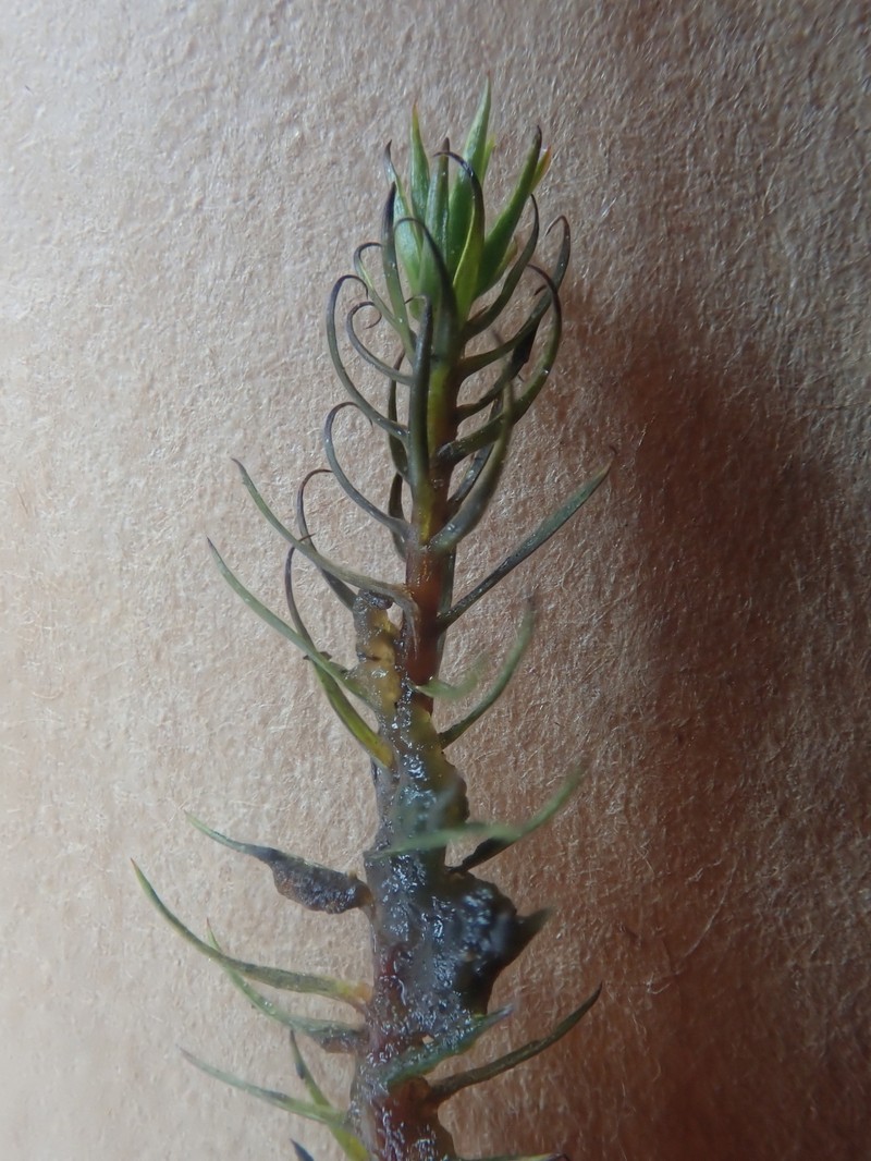 Swartz's Polytrichum Moss photo 8
