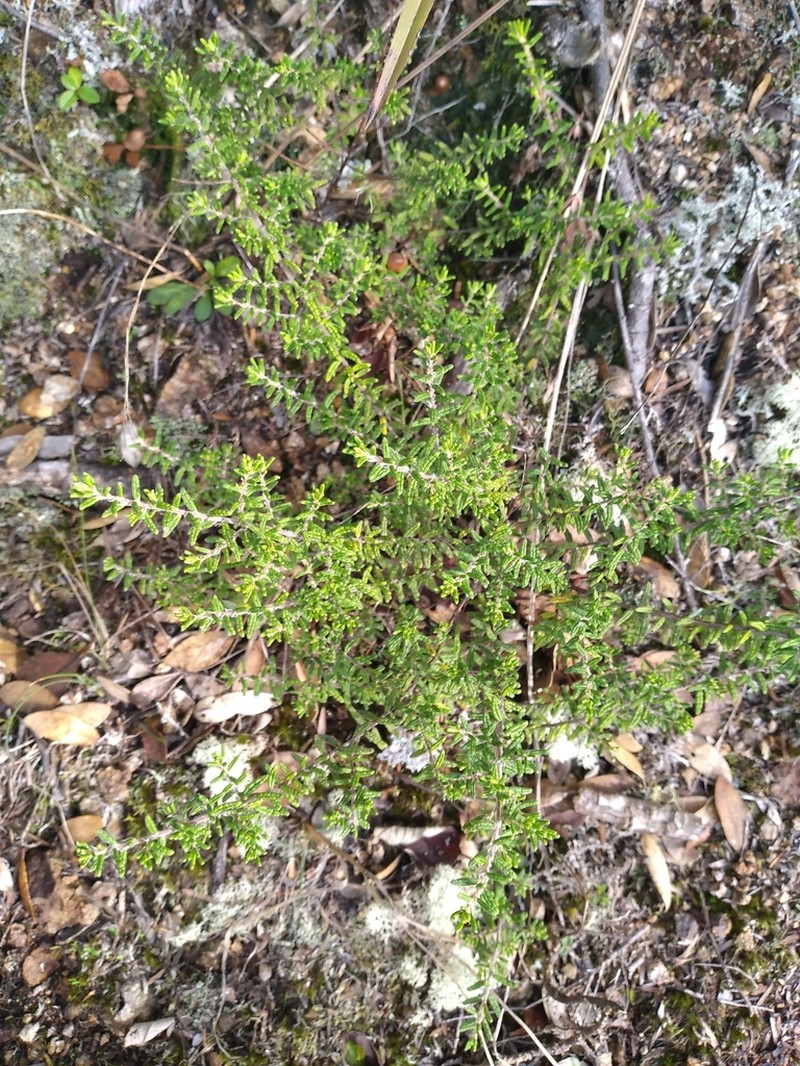 Pomaderris amoena