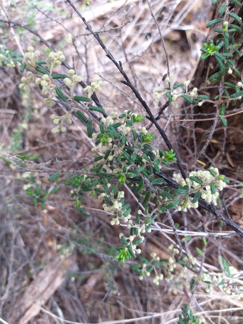 Pomaderris amoena photo 3