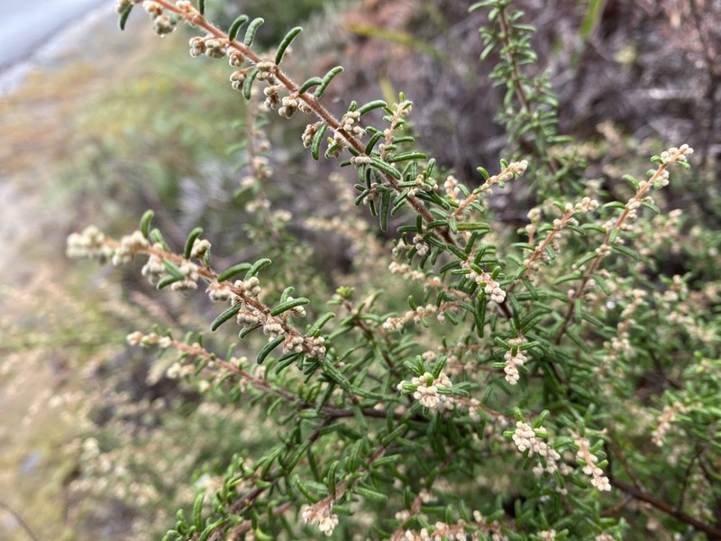 Pomaderris amoena photo 4