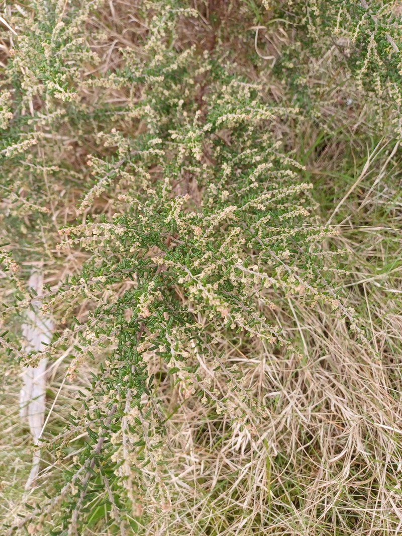 Pomaderris amoena photo 6