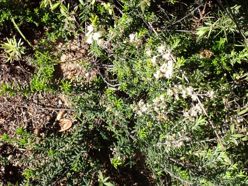 Pomaderris amoena photo 8