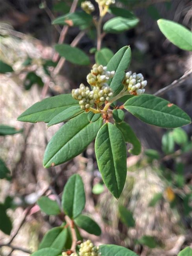 Pomaderris andromedifolia subsp. andromedifolia