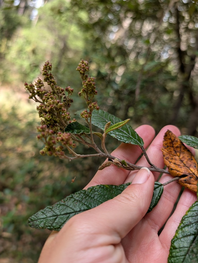Pomaderris apetala subsp. apetala