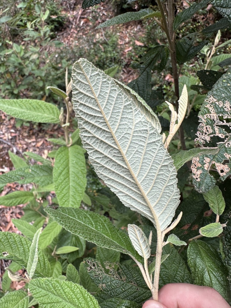 Pomaderris apetala subsp. apetala photo 2