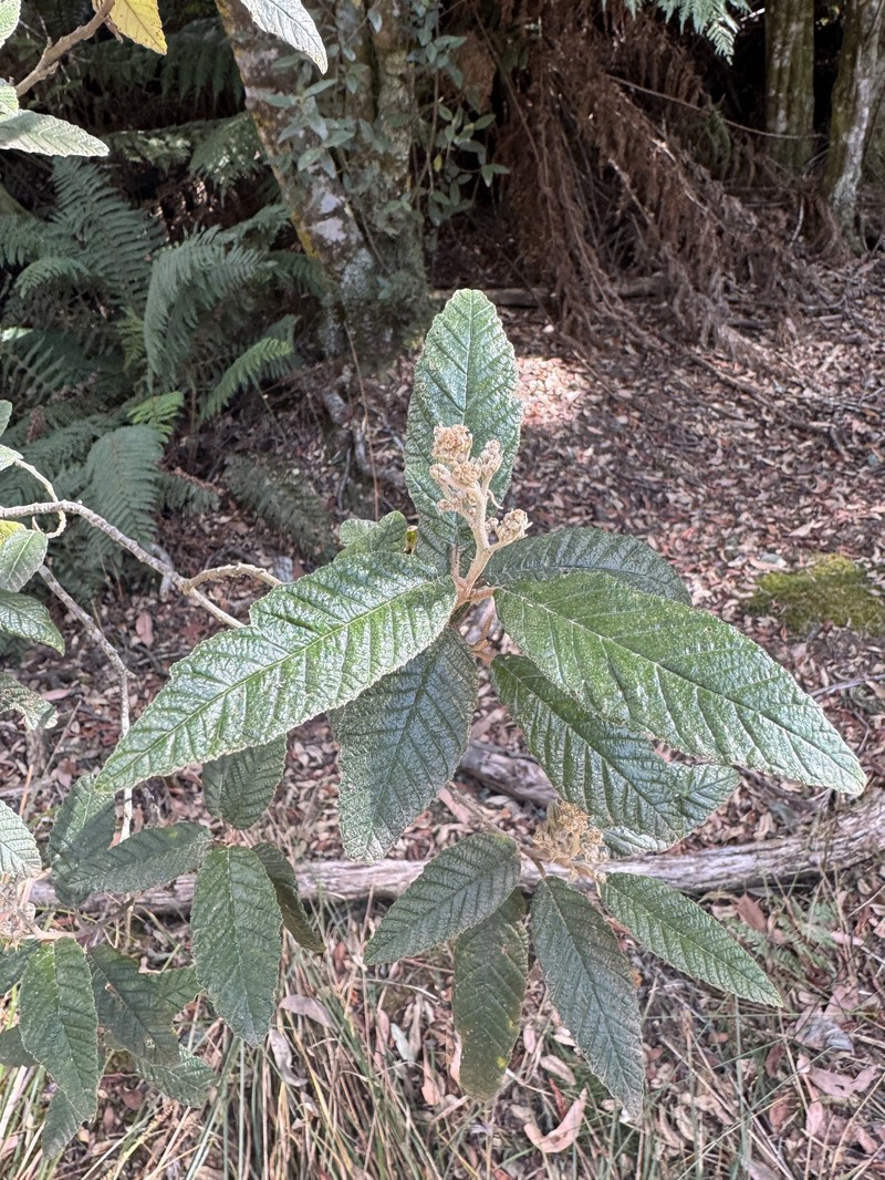 Pomaderris apetala subsp. apetala photo 3