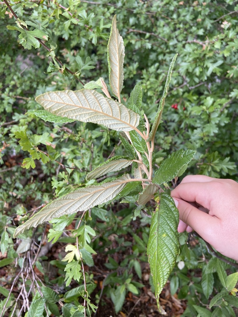 Pomaderris apetala subsp. apetala photo 4