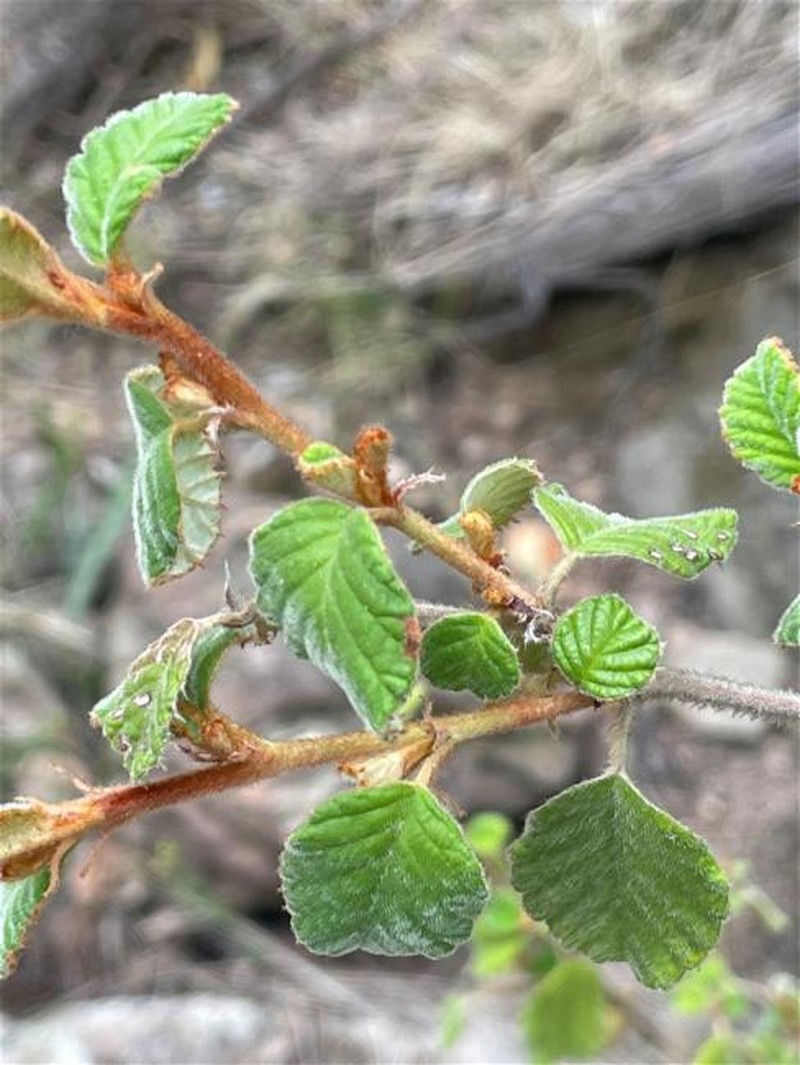 Pomaderris betulina subsp. betulina