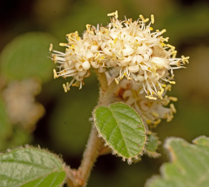 Pomaderris betulina subsp. betulina photo 2