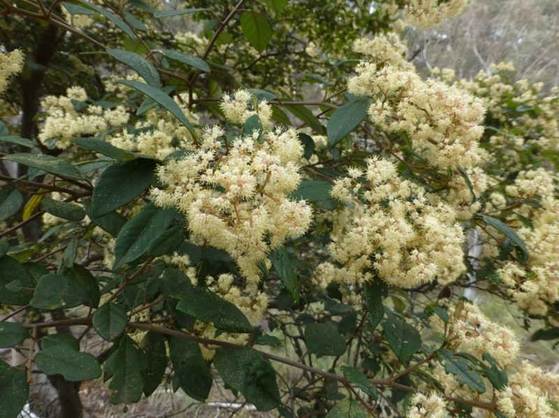 Pomaderris discolor