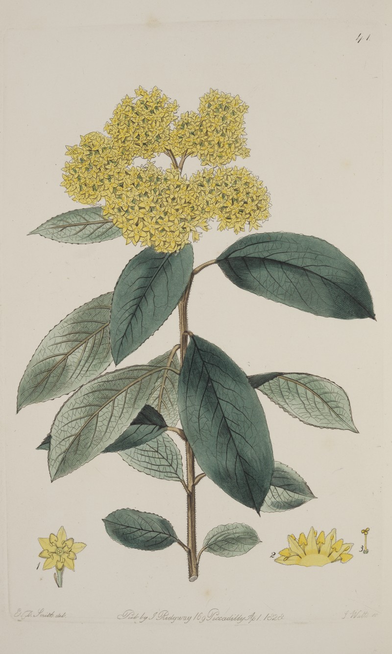 Pomaderris discolor photo 2