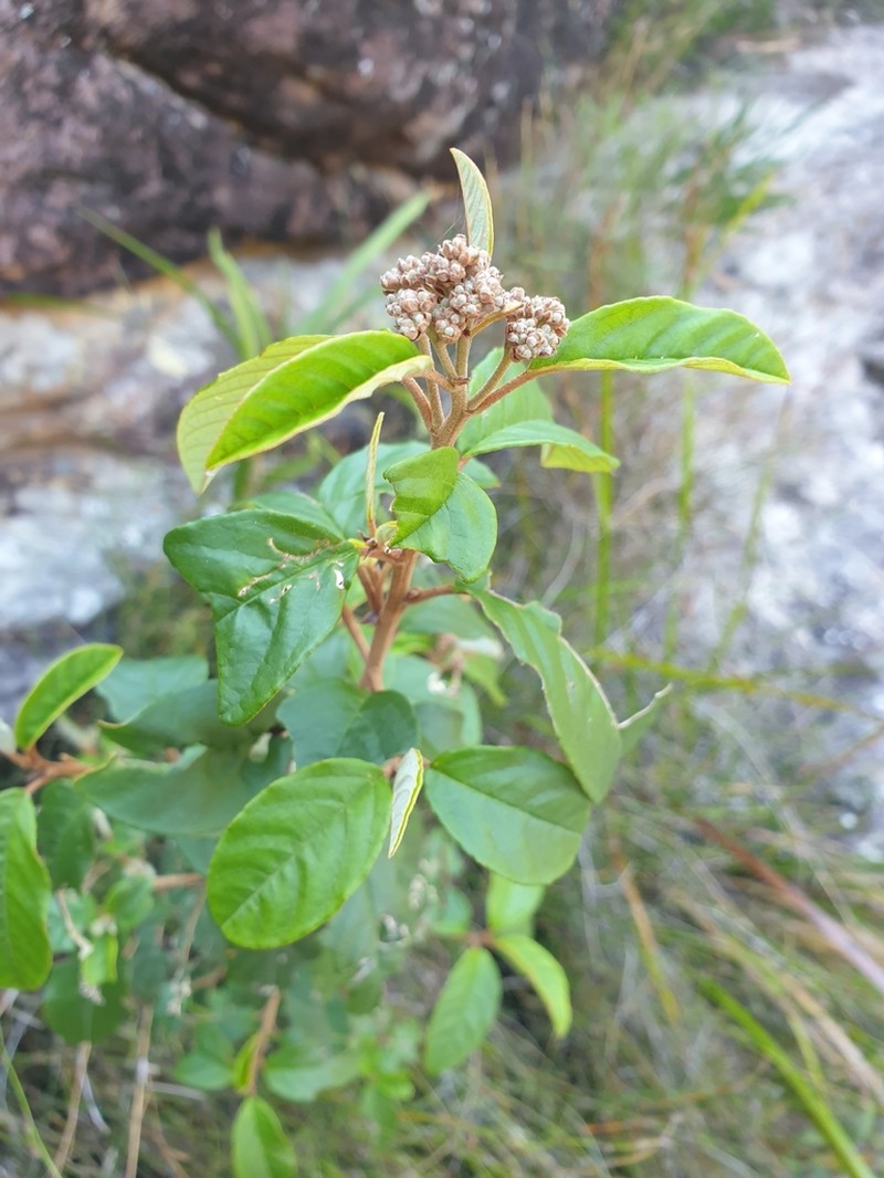 Pomaderris discolor photo 3