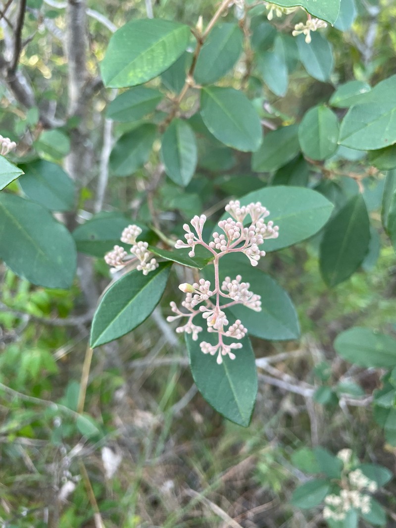 Pomaderris discolor photo 4