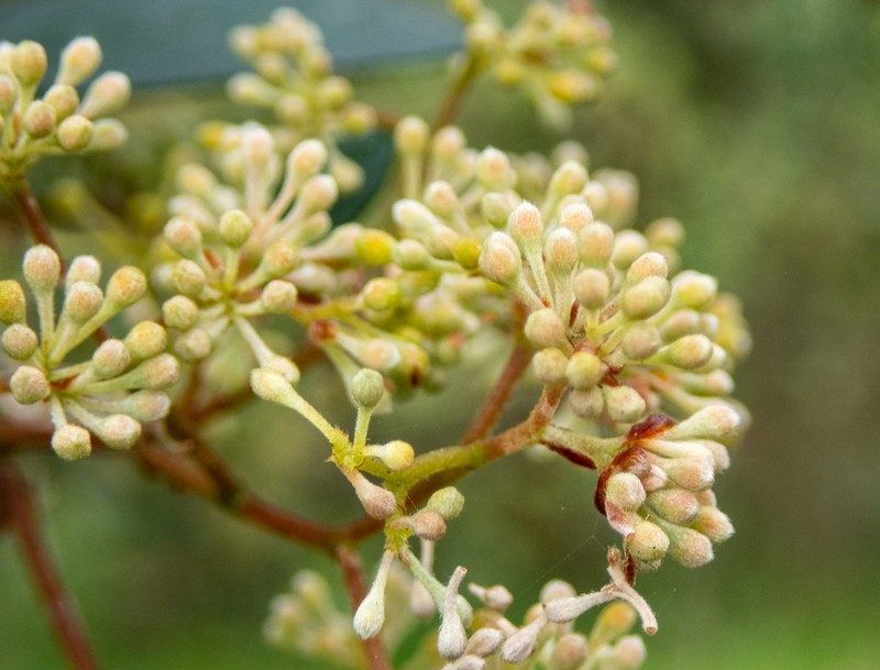 Pomaderris discolor photo 5