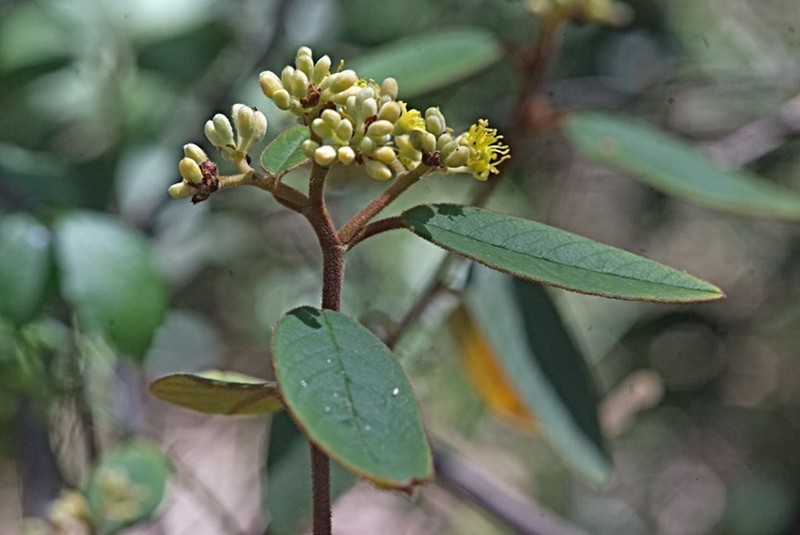 Pomaderris discolor photo 6