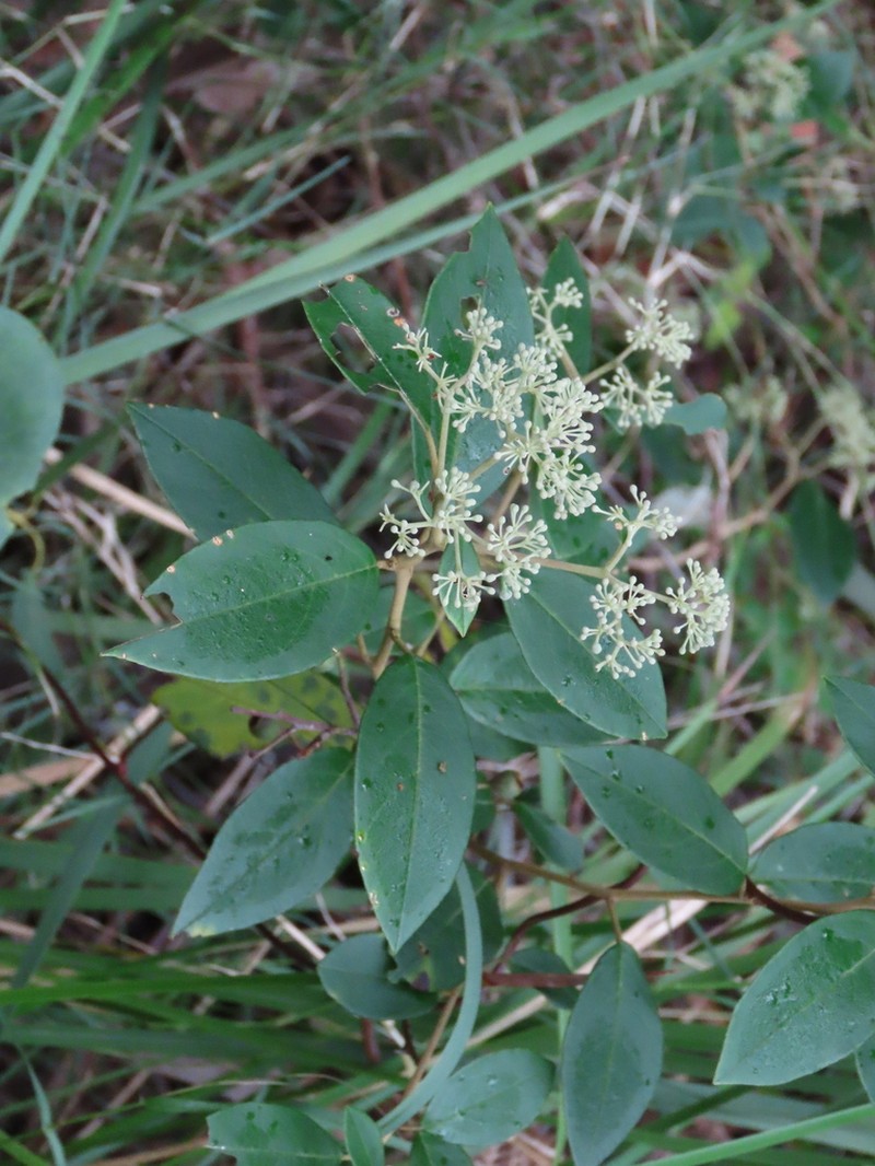 Pomaderris discolor photo 7