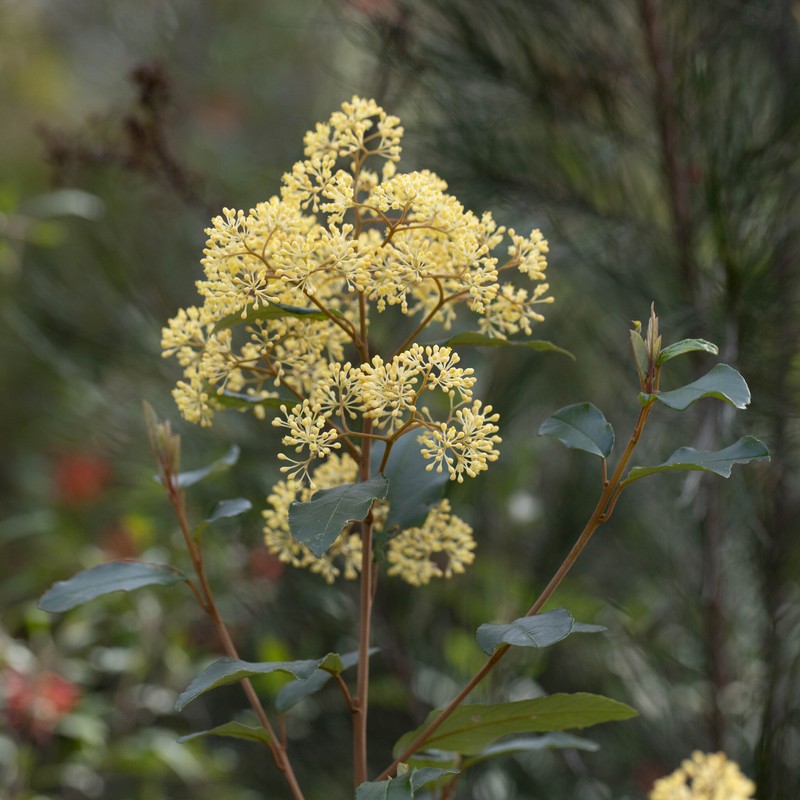 Pomaderris elliptica var. elliptica