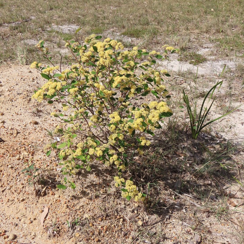 Pomaderris elliptica var. elliptica photo 2