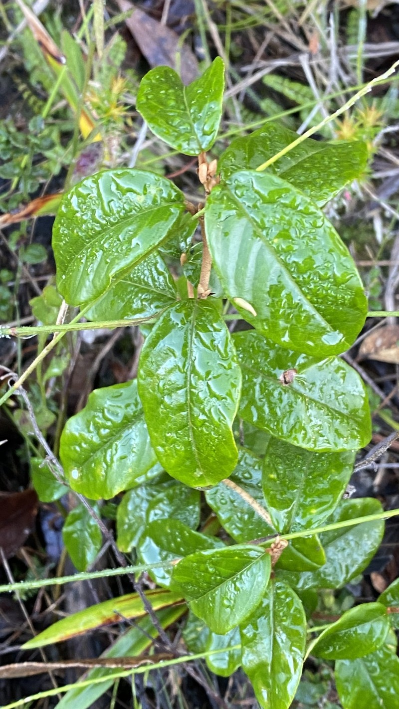 Pomaderris elliptica var. elliptica photo 3