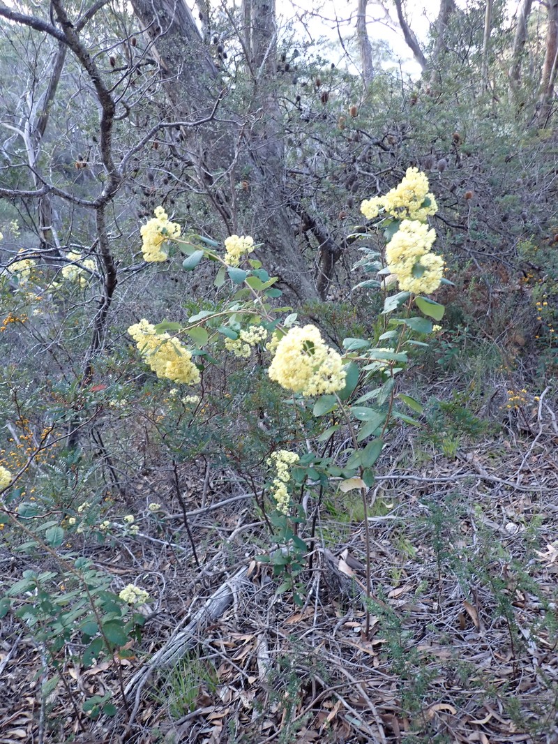 Pomaderris elliptica var. elliptica photo 4