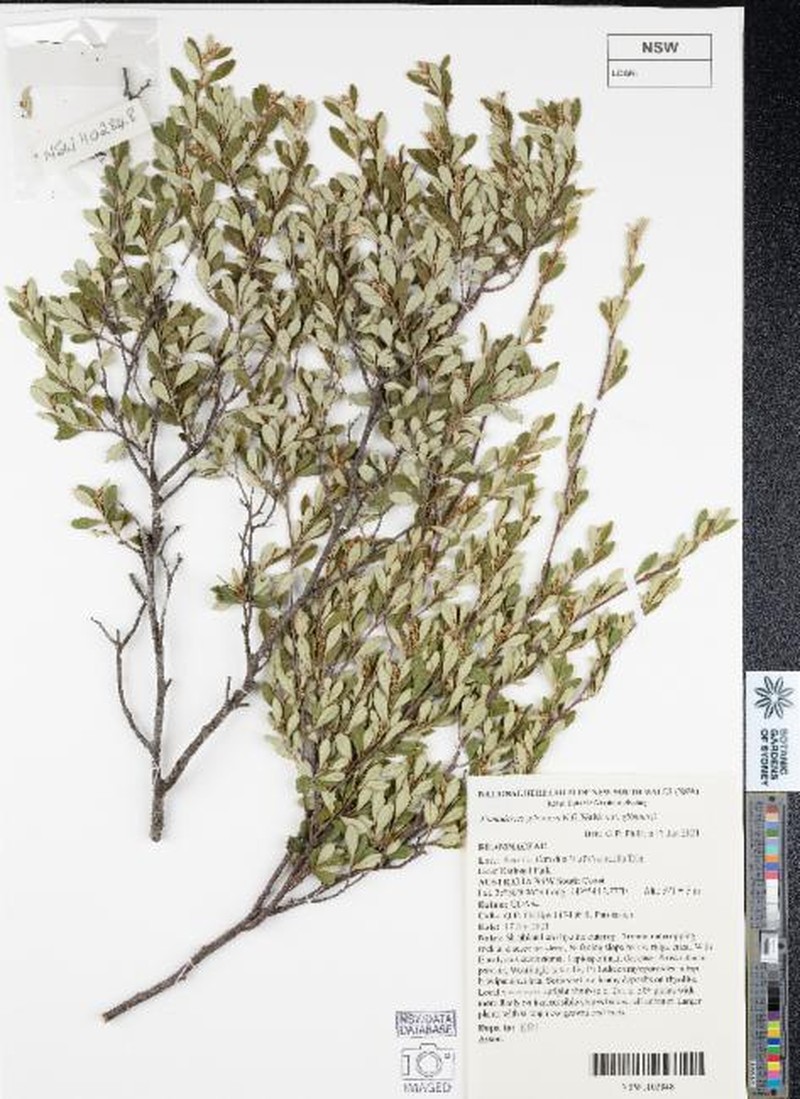 Pomaderris gilmourii var. gilmourii