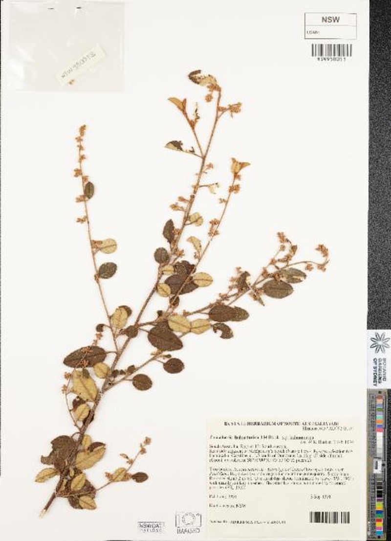 Pomaderris halmaturina subsp. halmaturina