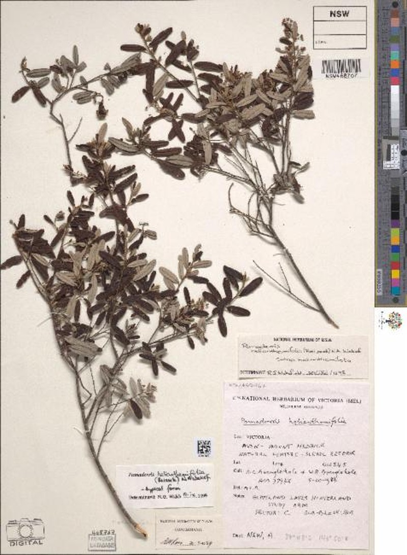 Pomaderris helianthemifolia subsp. helianthemifolia