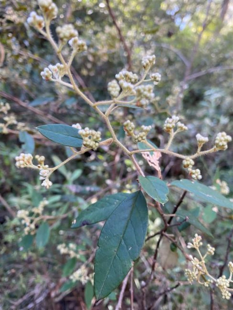 Pomaderris ligustrina subsp. ligustrina