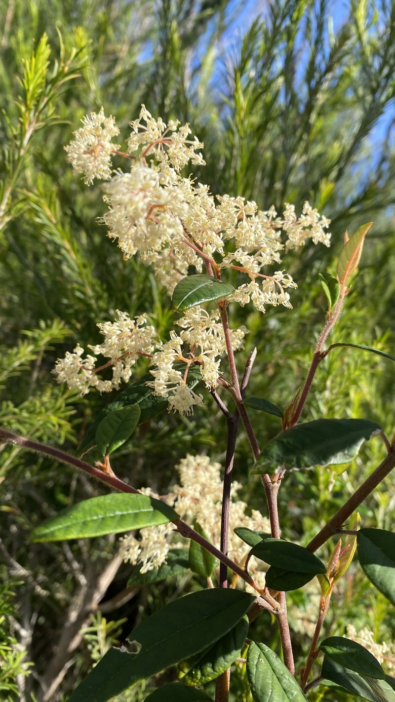 Pomaderris ligustrina subsp. ligustrina photo 2