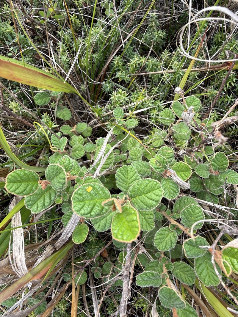 Pomaderris oraria subsp. oraria photo 2