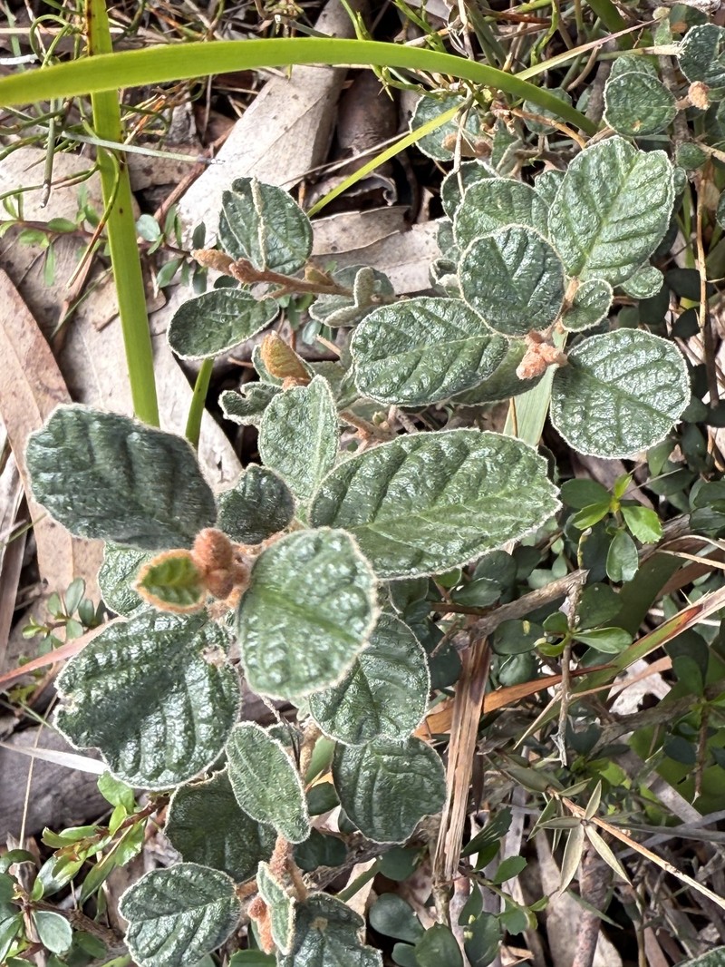 Pomaderris oraria subsp. oraria photo 3