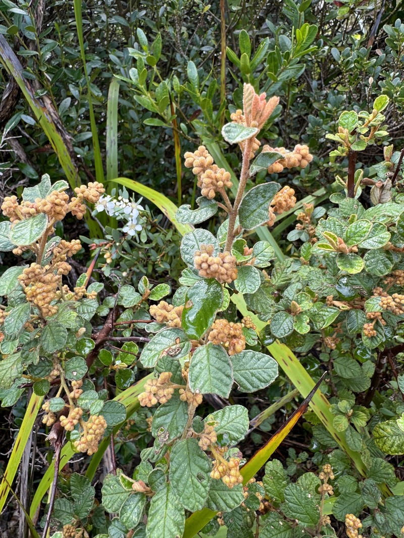 Pomaderris oraria subsp. oraria photo 4