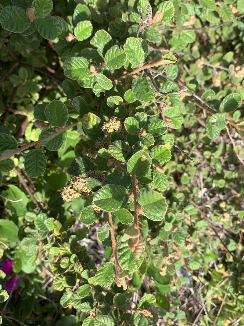Pomaderris oraria subsp. oraria photo 5