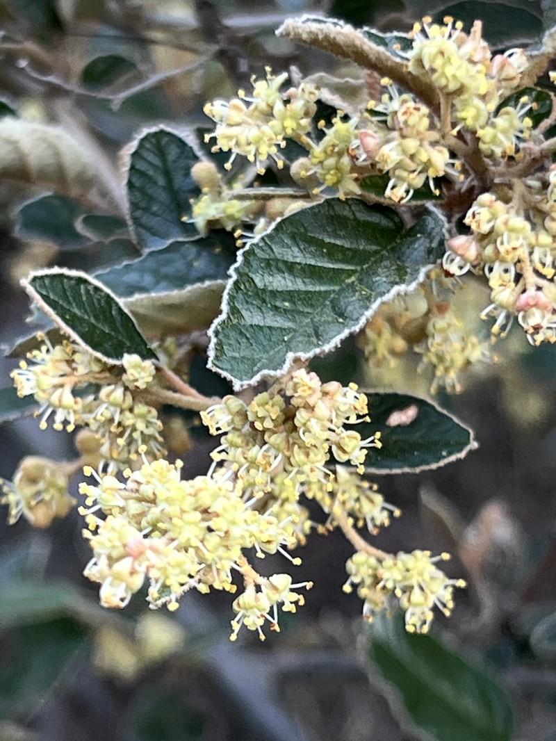 Pomaderris oraria subsp. oraria