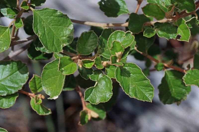 Pomaderris paniculosa subsp. paniculosa