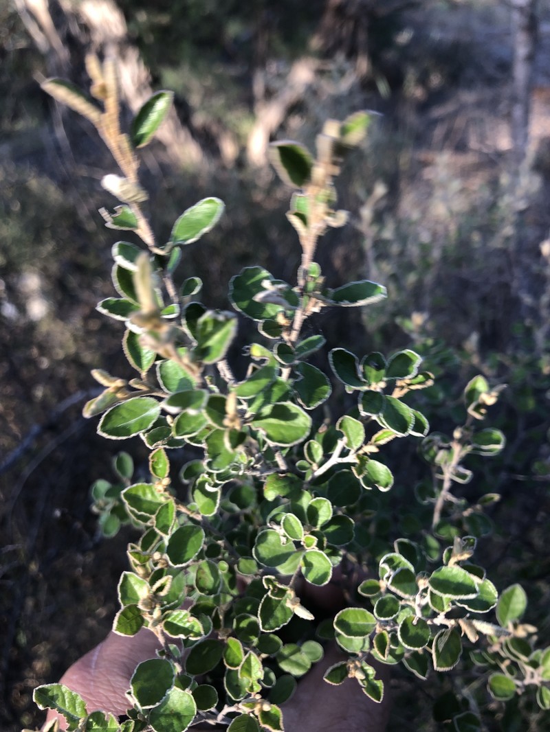 Pomaderris paniculosa subsp. paniculosa photo 3