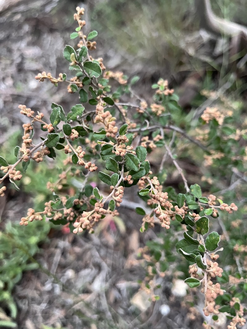 Pomaderris paniculosa subsp. paniculosa photo 4