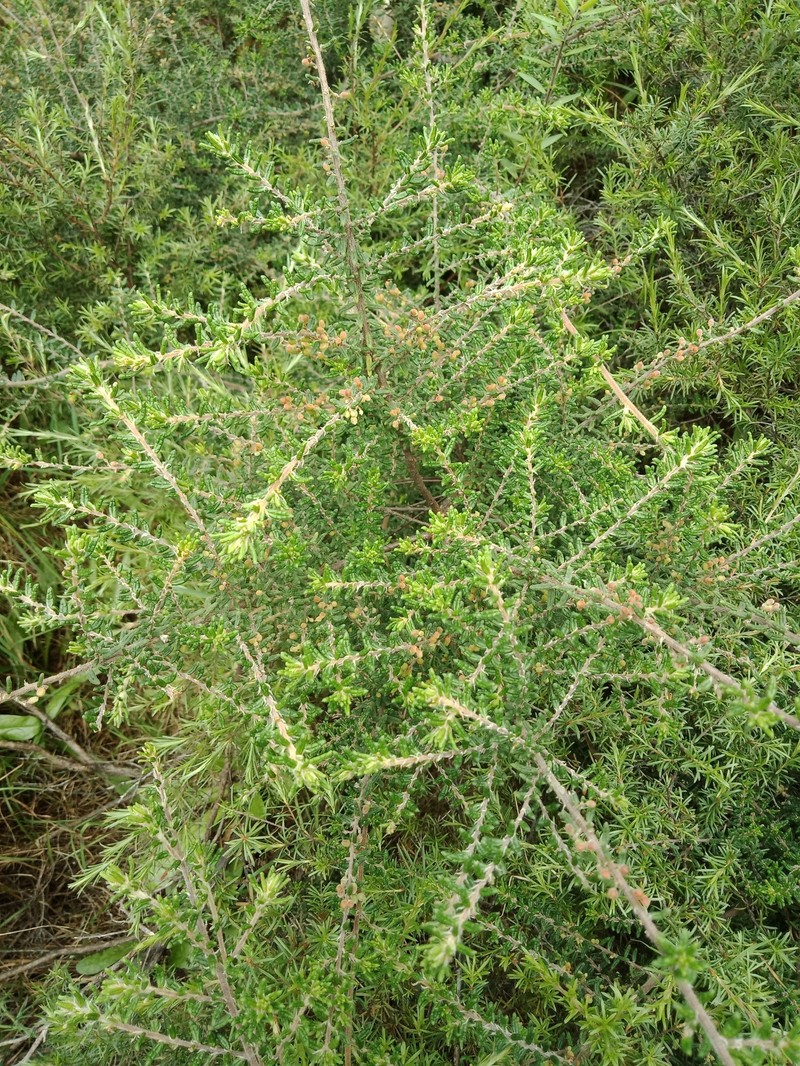 Pomaderris phylicifolia subsp. phylicifolia