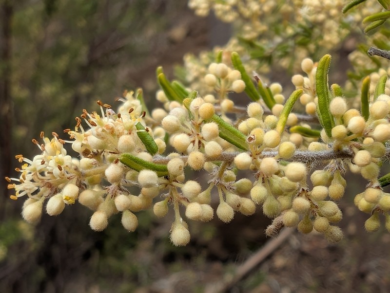Pomaderris phylicifolia subsp. phylicifolia photo 2